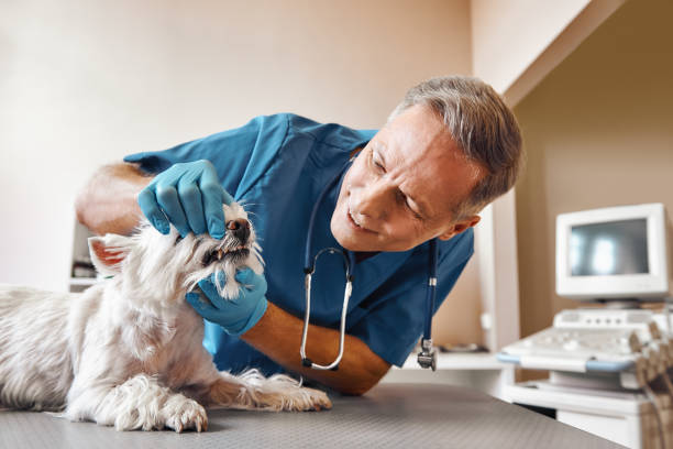 Best Weekend Emergency Dentist in Layton, UT